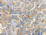 PEX10 Antibody in Immunohistochemistry (Paraffin) (IHC (P))