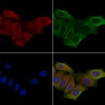 PIGX Antibody in Immunocytochemistry (ICC/IF)