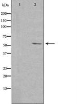 Nectin 4 Antibody in Western Blot (WB)