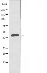 POLDIP3 Polyclonal Antibody