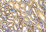 KCNK1 Polyclonal Antibody