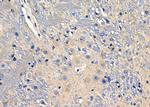 KCNF1 Antibody in Immunohistochemistry (Paraffin) (IHC (P))