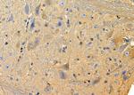 KCNF1 Antibody in Immunohistochemistry (Paraffin) (IHC (P))