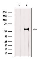 KCNF1 Antibody in Western Blot (WB)