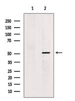 KCNG2 Polyclonal Antibody
