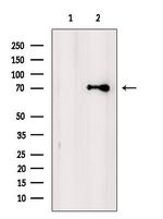 KCNQ4 Polyclonal Antibody