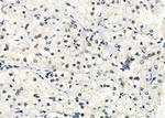 SF3B14 Polyclonal Antibody
