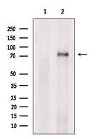 PRPF39 Polyclonal Antibody