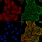 NDRG3 Antibody in Immunocytochemistry (ICC/IF)