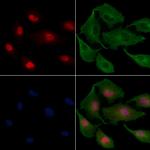 RED Polyclonal Antibody