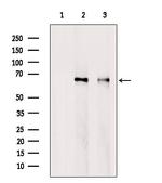 RED Antibody in Western Blot (WB)