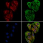 APOBEC4 Polyclonal Antibody