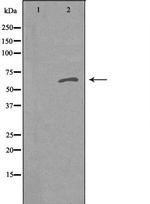 RFTN1 Polyclonal Antibody