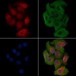 RANBP6 Polyclonal Antibody