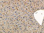 G3BP2 Antibody in Immunohistochemistry (Paraffin) (IHC (P))