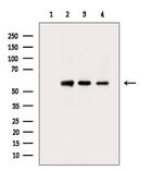 G3BP2 Antibody in Western Blot (WB)