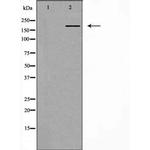 IQGAP1 Polyclonal Antibody