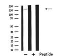 IQGAP1 Antibody in Western Blot (WB)