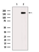 IQGAP3 Polyclonal Antibody