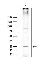 RASL10A Polyclonal Antibody