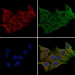 RRAGC Polyclonal Antibody