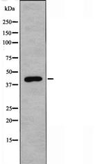 RRAGC Antibody in Western Blot (WB)