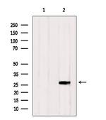 RAB33A Polyclonal Antibody
