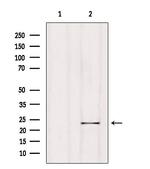 RGS1 Antibody in Western Blot (WB)