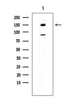 RGS12 Antibody in Western Blot (WB)