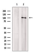ARHGEF1 Polyclonal Antibody