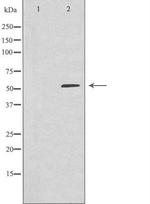 ARHGEF3 Antibody in Western Blot (WB)