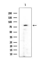 RFWD3 Polyclonal Antibody