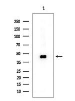 RCL1 Polyclonal Antibody