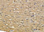 RUFY1 Polyclonal Antibody