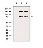 RUFY1 Antibody in Western Blot (WB)