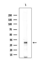 PDIK1L Polyclonal Antibody
