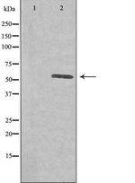 PLK5 Antibody in Western Blot (WB)