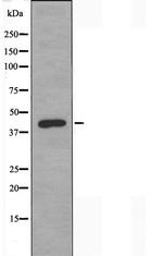 PRKX Polyclonal Antibody
