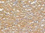 SERPINB12 Antibody in Immunohistochemistry (Paraffin) (IHC (P))