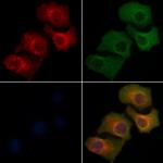 SH2D5 Polyclonal Antibody