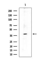 SH2D5 Antibody in Western Blot (WB)