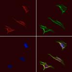 STAC2 Polyclonal Antibody