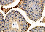 STAC2 Antibody in Immunohistochemistry (Paraffin) (IHC (P))