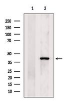 STAC2 Antibody in Western Blot (WB)