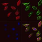 SH3RF3 Polyclonal Antibody