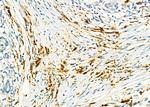 SH3RF3 Antibody in Immunohistochemistry (Paraffin) (IHC (P))