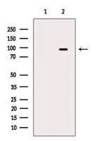 SH3RF3 Antibody in Western Blot (WB)