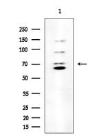 SGLT2 Antibody in Western Blot (WB)