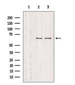 SLC9A9 Polyclonal Antibody