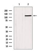 SLC24A1 Polyclonal Antibody